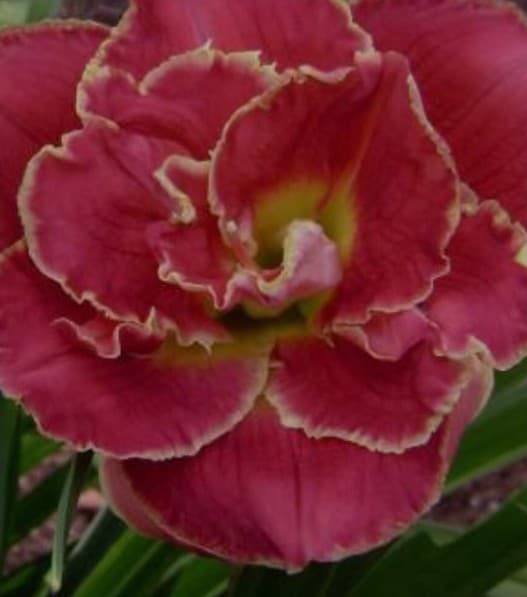 A Dream Within A Dream daylily
