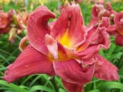A Legacy From The Heart daylily