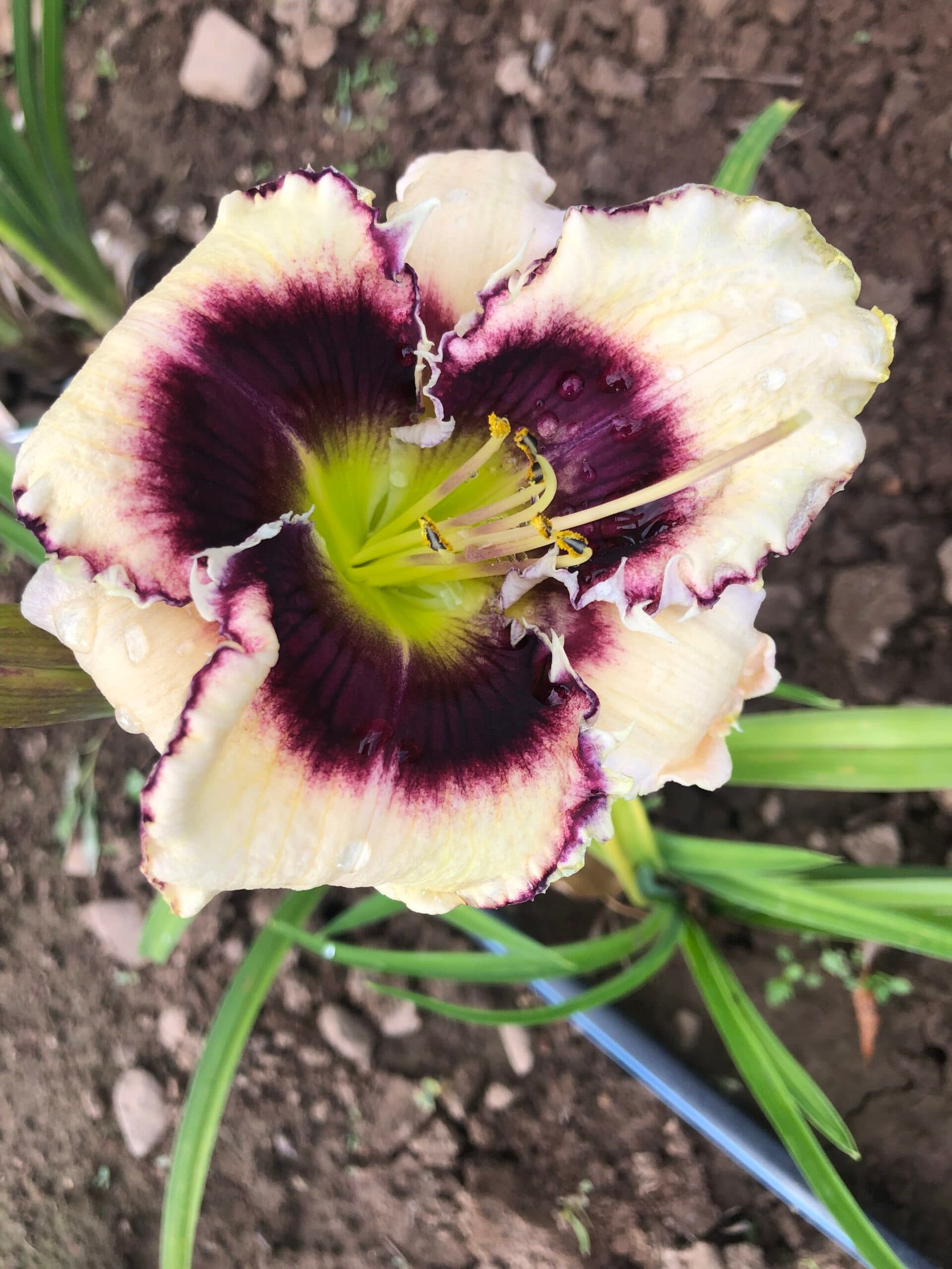 Abalone Bite daylily