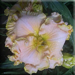 Across The Universe daylily