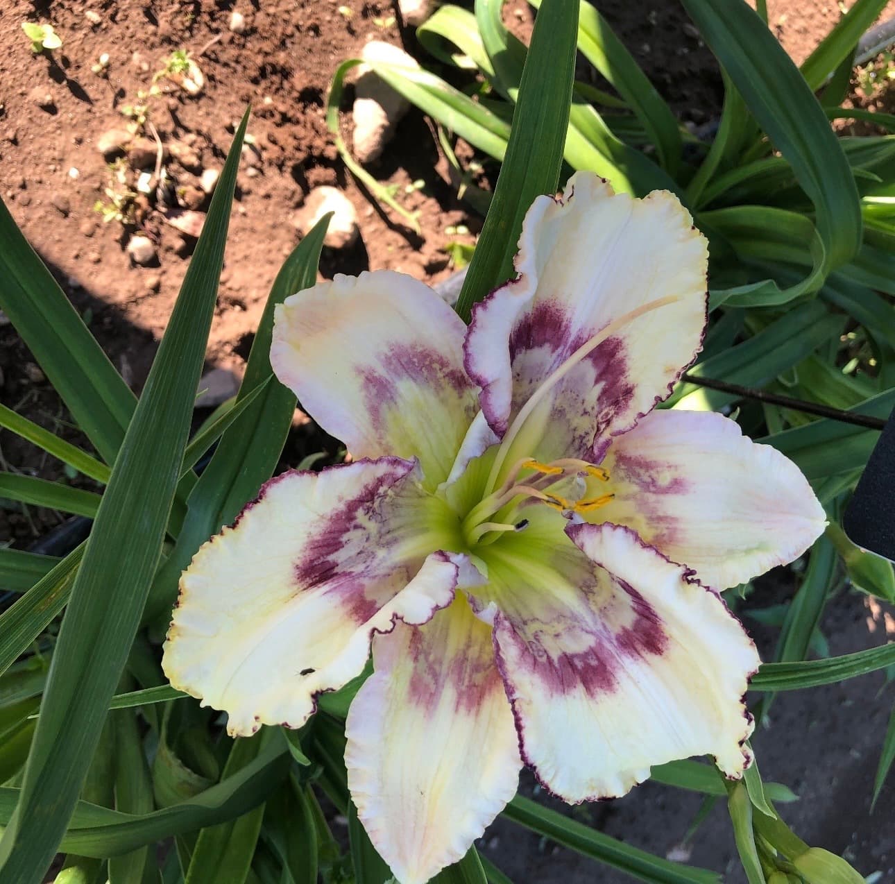 Aerial Markings daylily