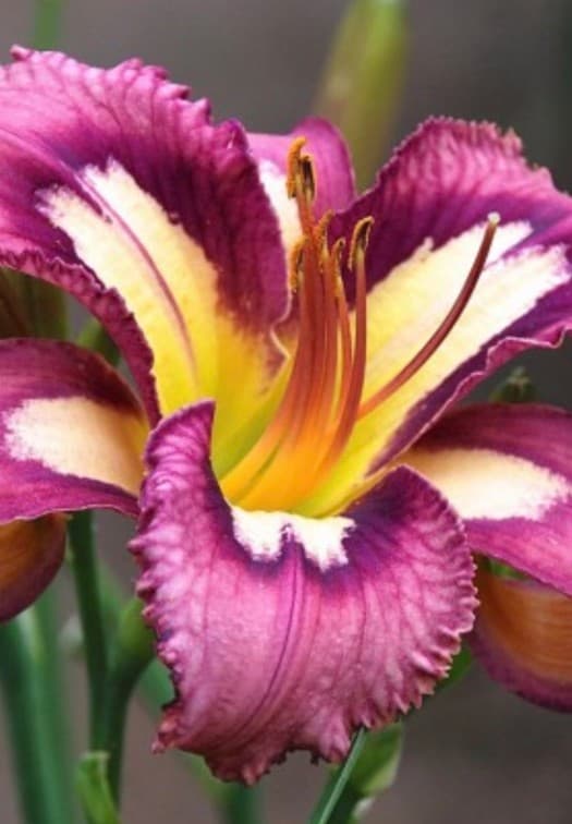 Alien Starchild daylily