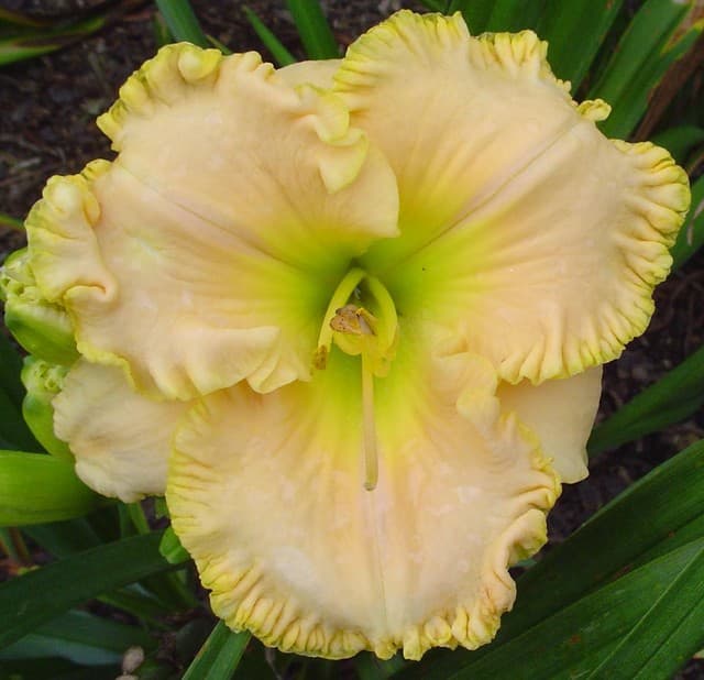American Freedom daylily