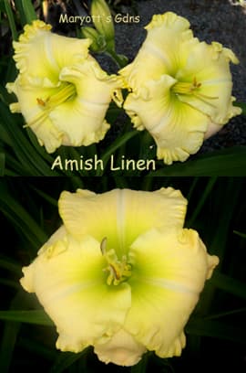 Amish Linen daylily