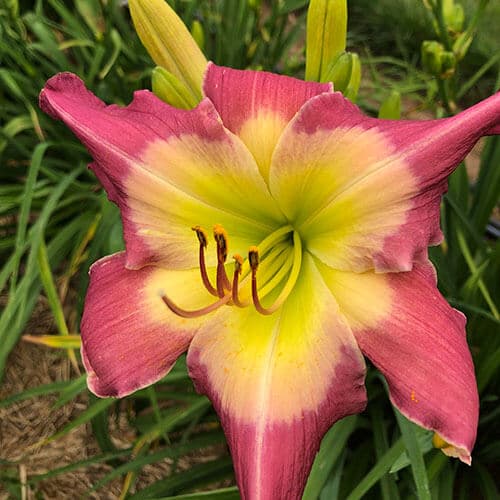 Another Element daylily