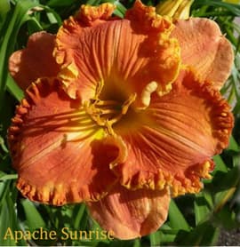 Apache Sunrise daylily
