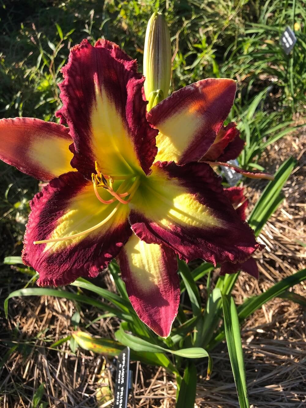 Appliqué Prism daylily