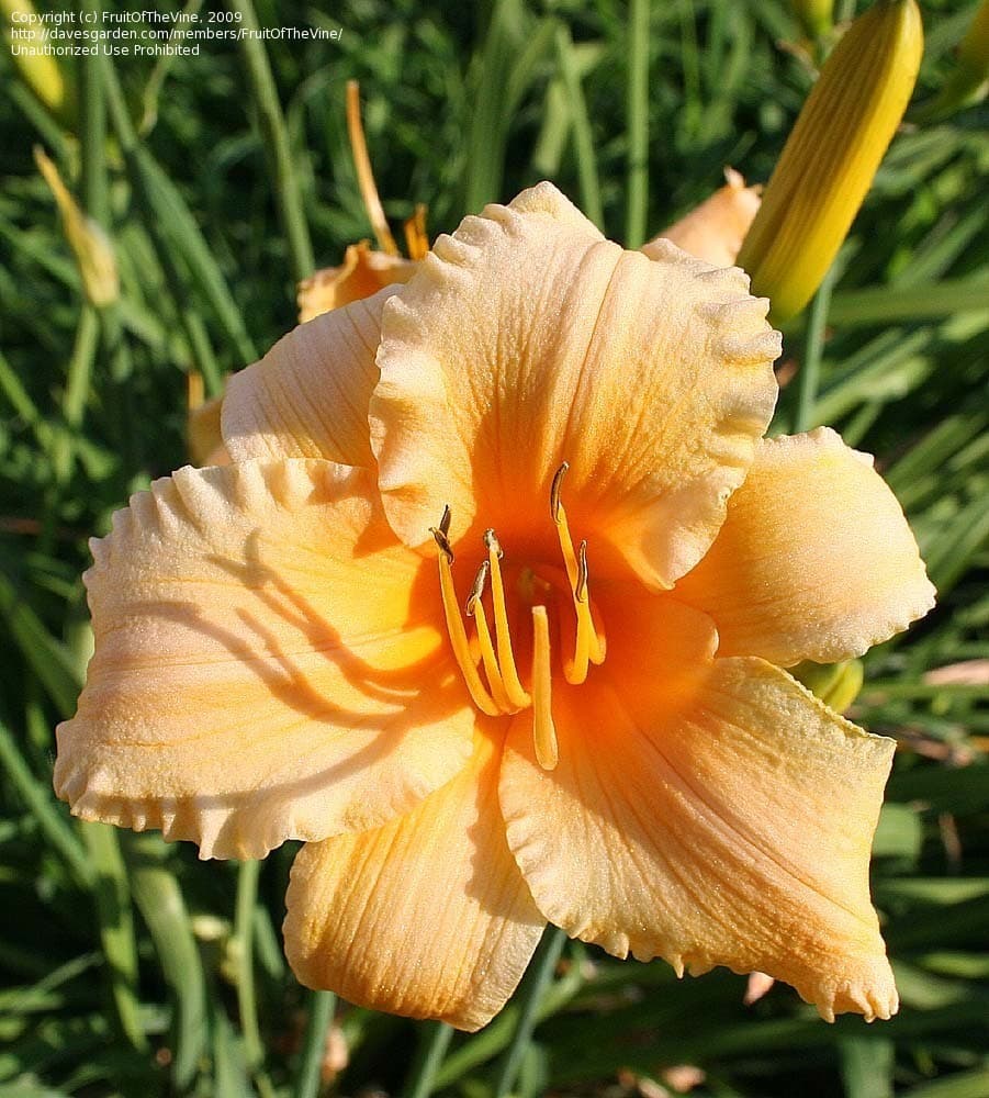 Apricot Sparkles daylily