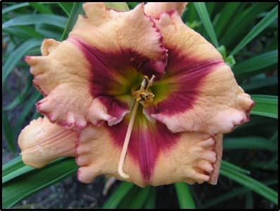 Arkansas Cyclone daylily