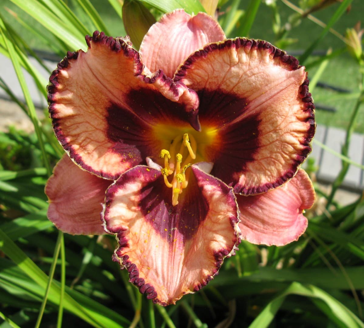 Awesome Blossom daylily