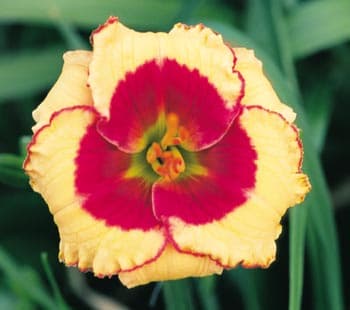Awesome Candy daylily