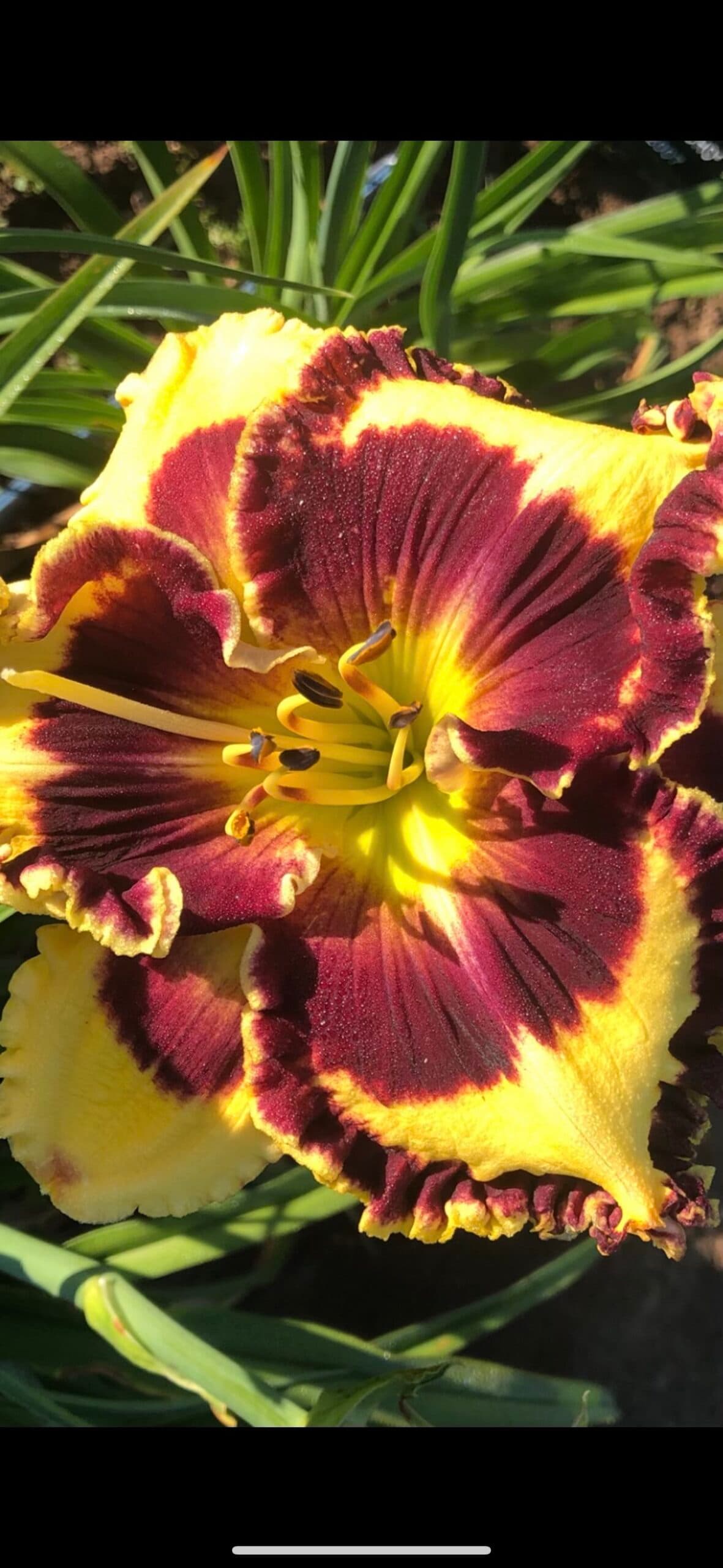 Bach Cantata daylily