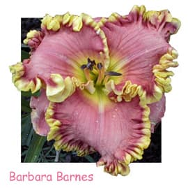 Barbara Barnes daylily