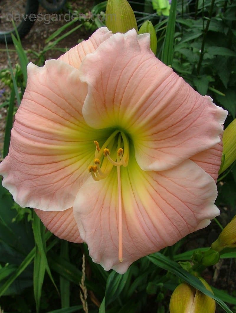 Barbara Mitchell daylily