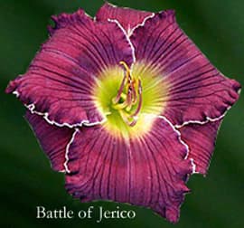 Battle Of Jericho daylily