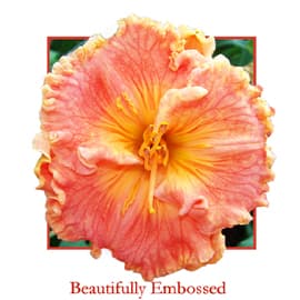 Beautifully Embossed daylily