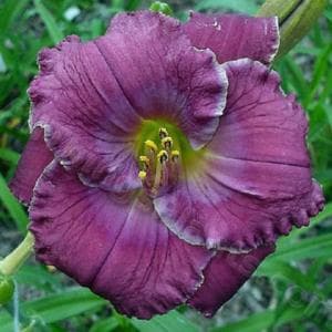 The "Beauty of the King" daylily