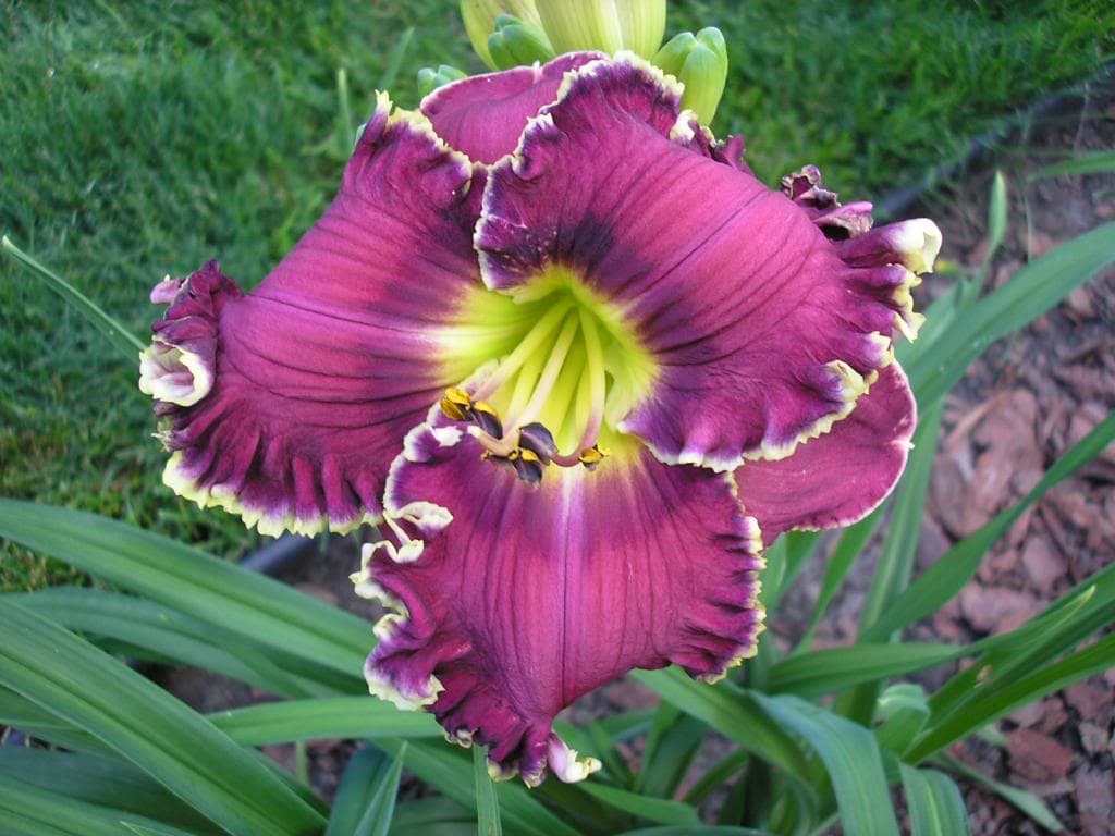 Berry Delicious daylily