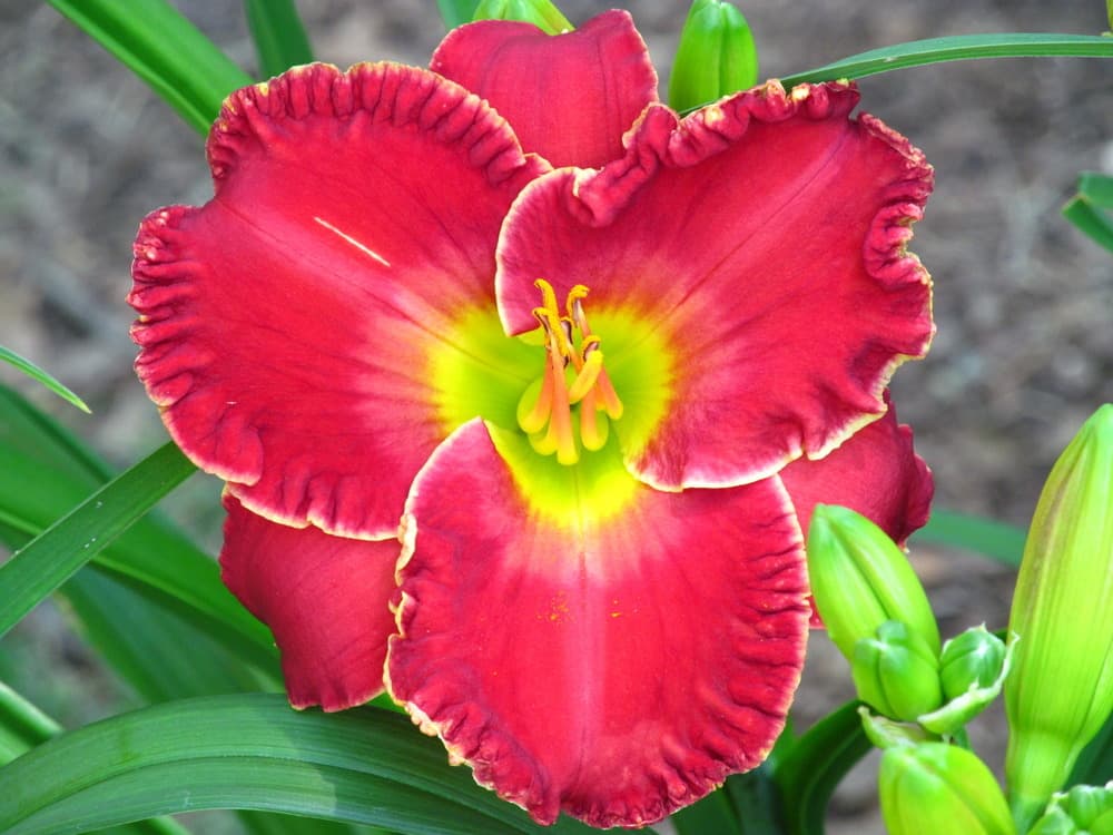Best In Class daylily