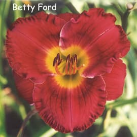 Betty Ford daylily