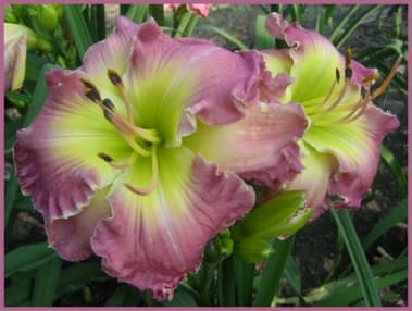 Betty Louise daylily