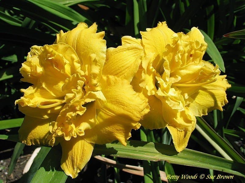 Betty Woods daylily
