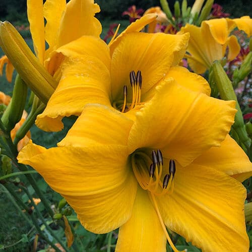 Big Birds Friend daylily