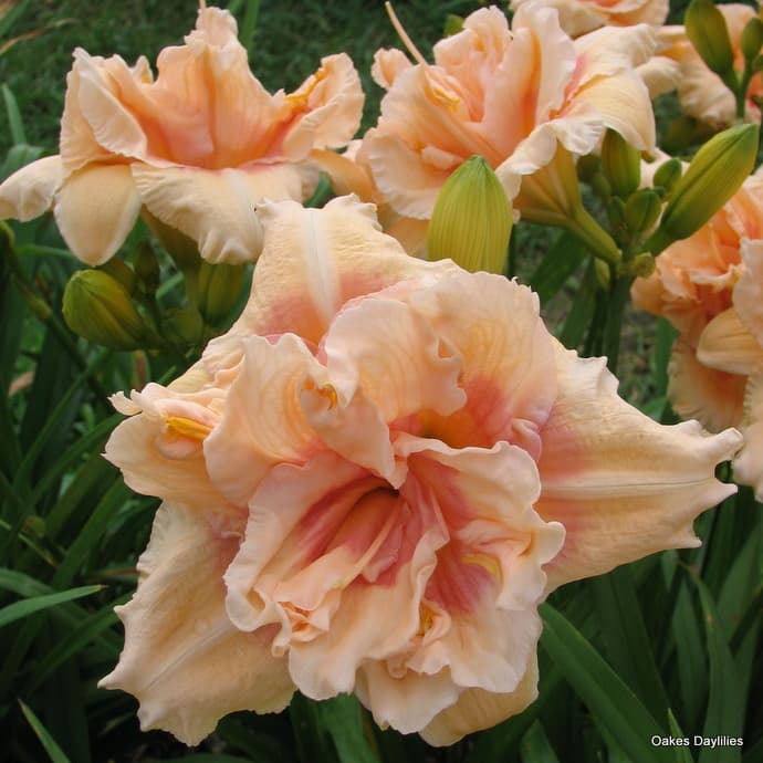 Big Kiss daylily