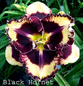 Black Hornet daylily
