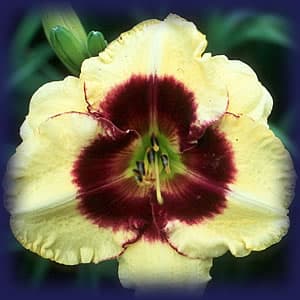 Blackberry Jack daylily