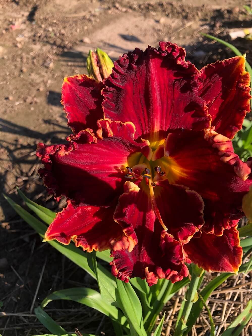 Blazing Cannons daylily