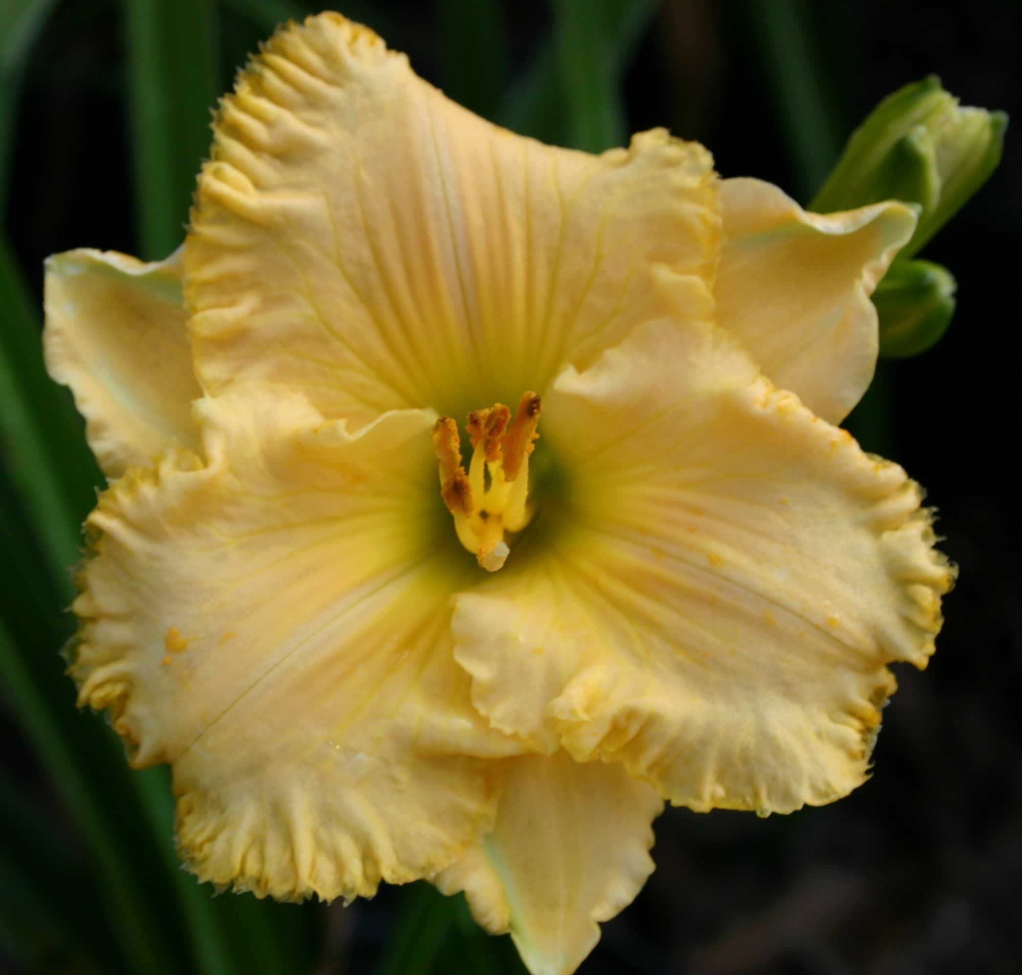 Blessed Bloomer daylily