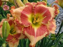 Bloom Where Your Planted daylily