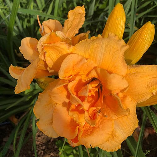 Blooming Beauty daylily