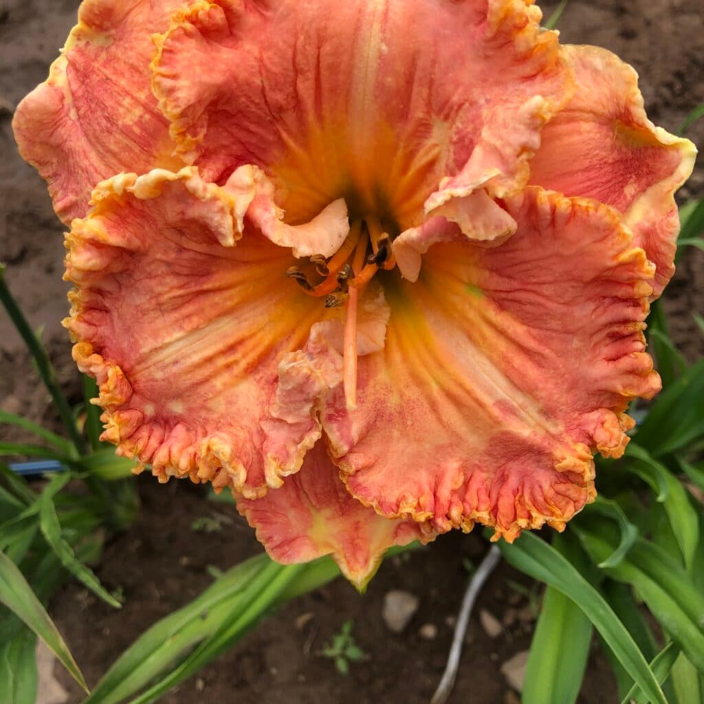 Blossom Hill daylily