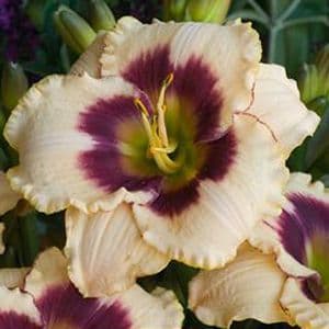Blueberry Candy daylily