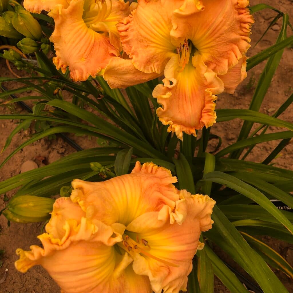 Boca Grande daylily