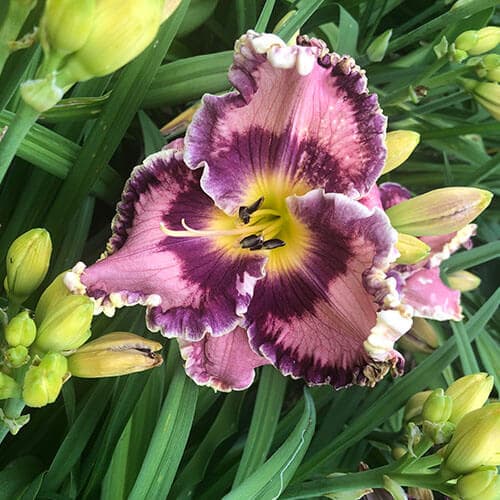 Born In California daylily