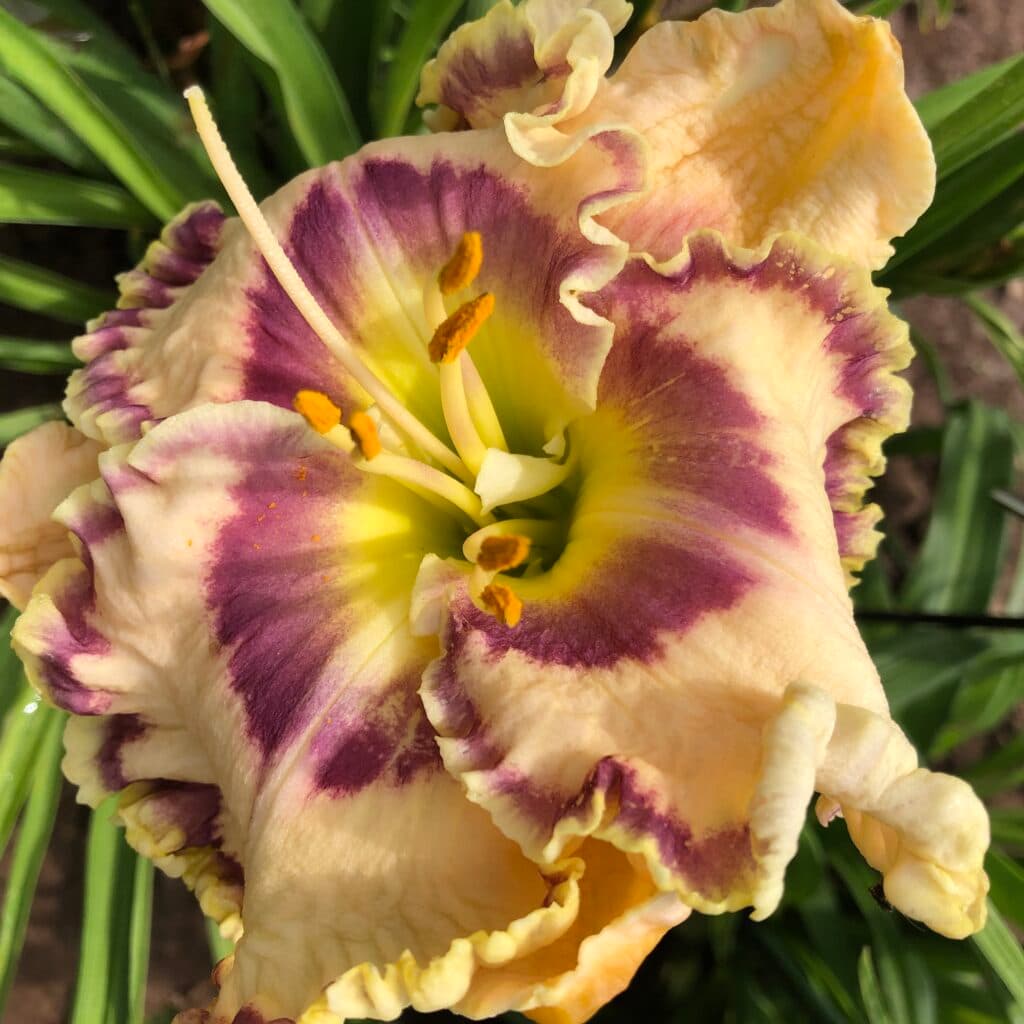 Born To Be Wild daylily
