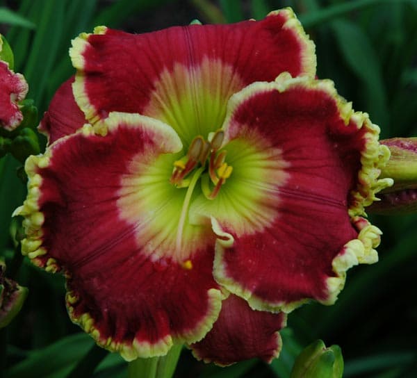 The "Born to Run" daylily