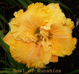 Bowl Of Sunshine daylily