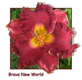 Brave New World daylily