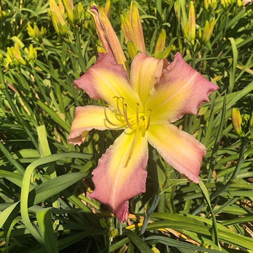 Breathing In Snowflakes daylily