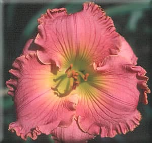 Broken Silence daylily