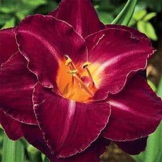 Burgundy Love daylily
