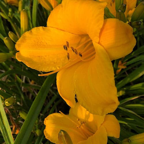 Buttered Popcorn daylily