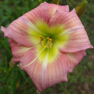 Butterfly Garden daylily