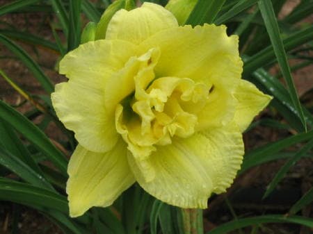 Cabbage Floweer daylily