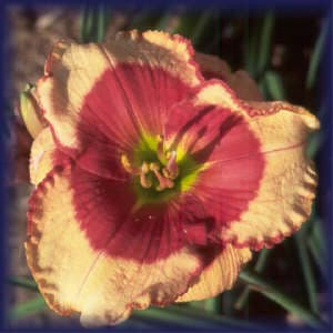 Cajun Sunshine daylily