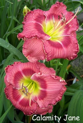 Calamity Jane daylily